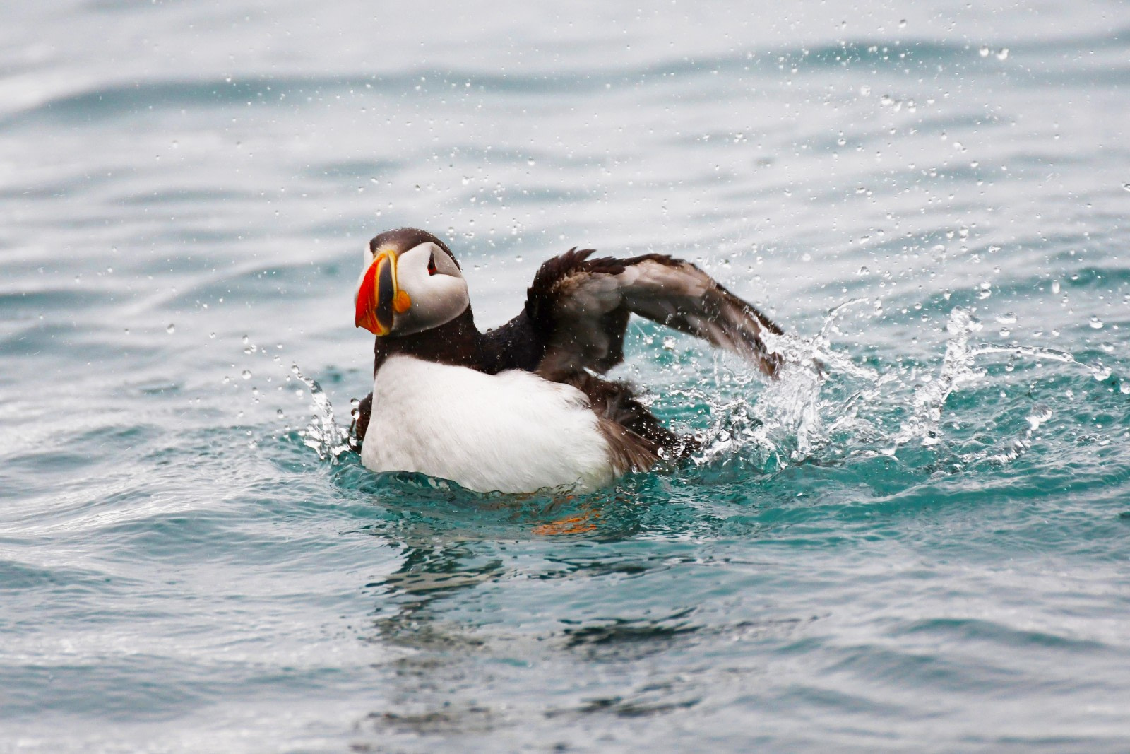 Puffins: Clown Birds of the Atlantic