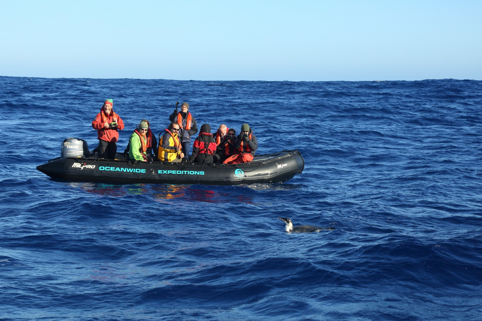 The Emperor Penguin of the Drake Passage