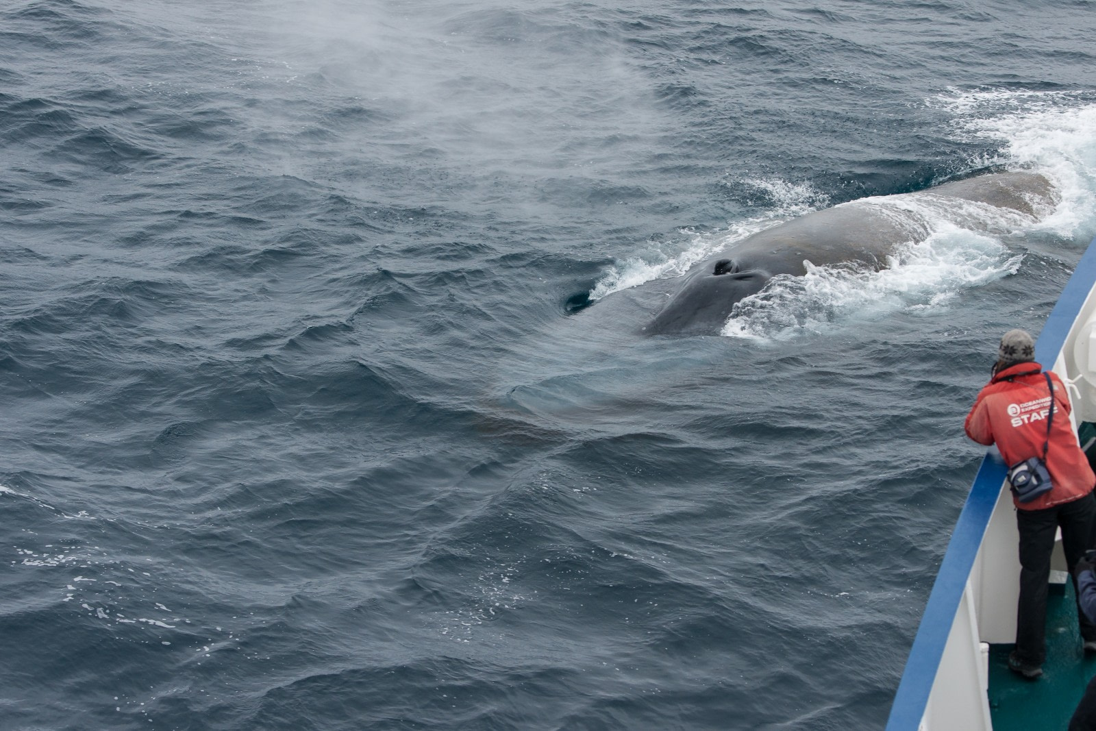 10 Bountiful Blue Whale Facts