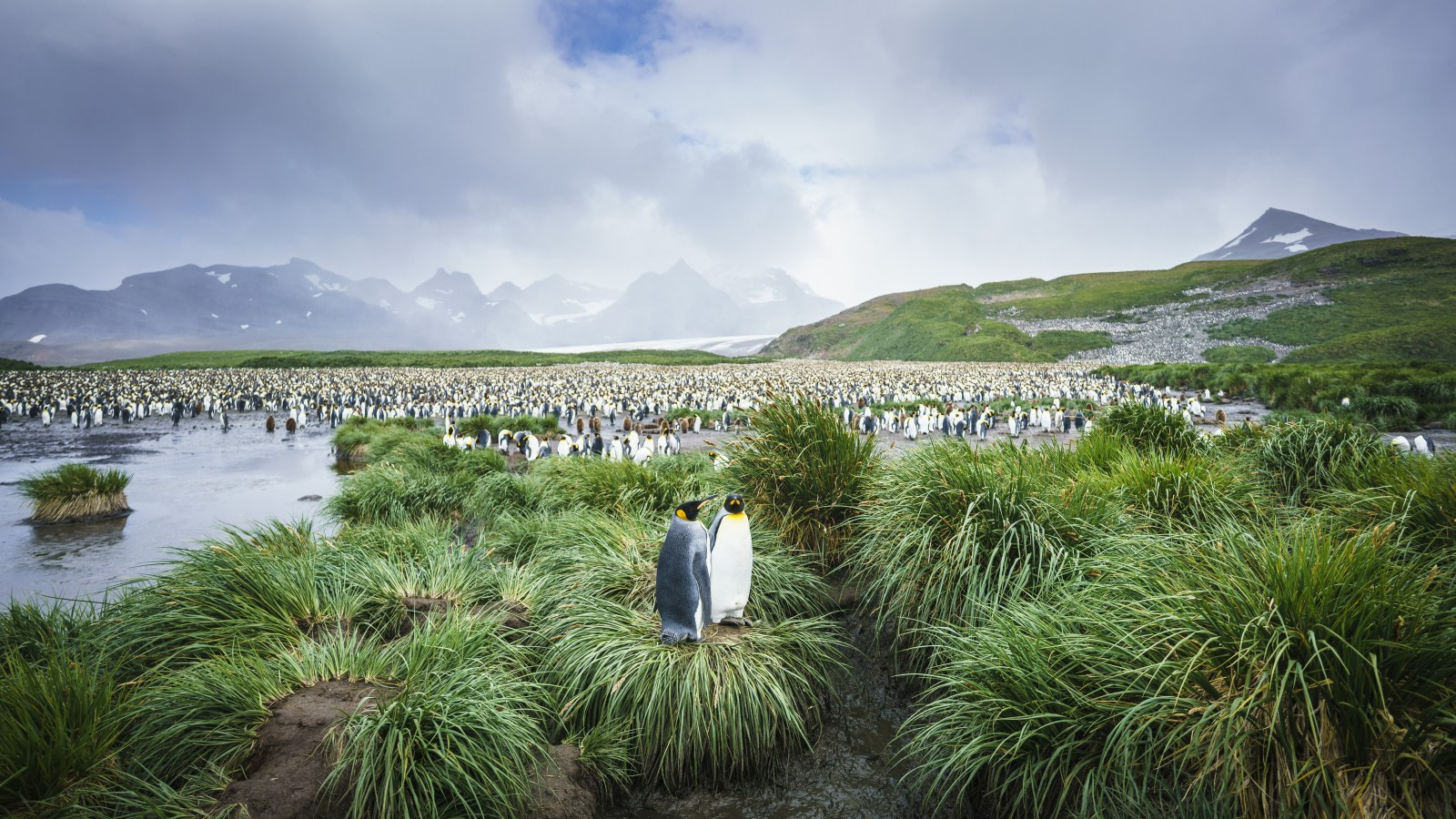 The South Georgia Seven: Hikes, Fjords, Whales, & Penguins