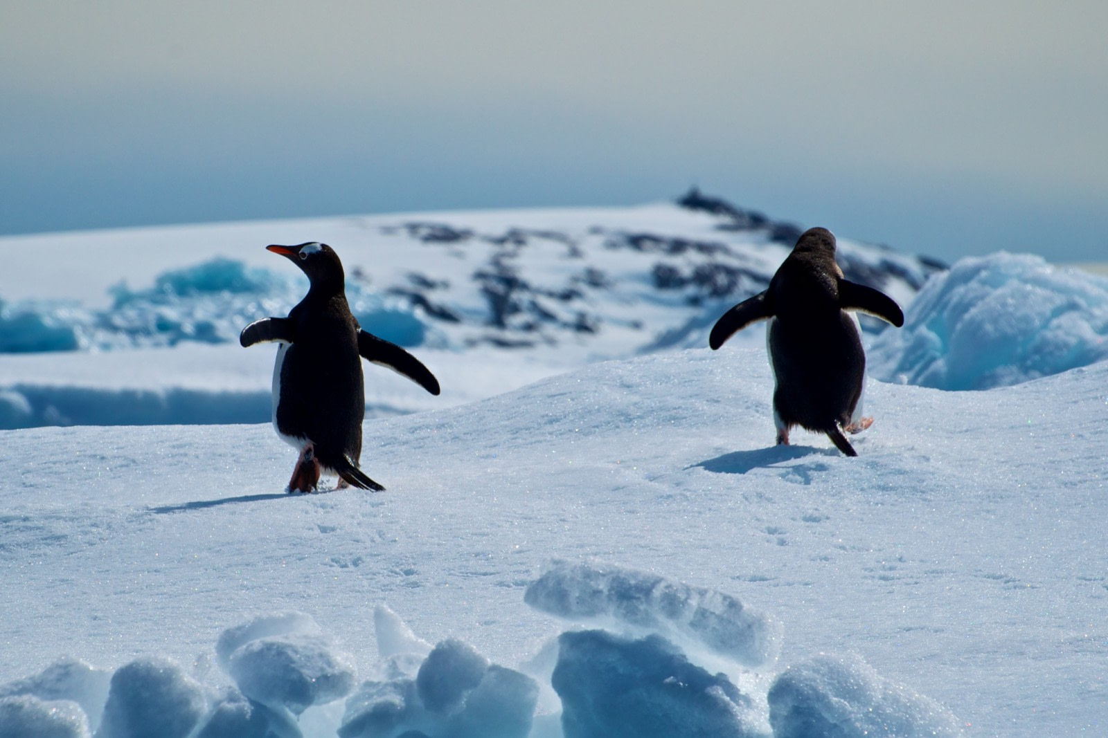 Eight Ultimate Antarctica Adventures