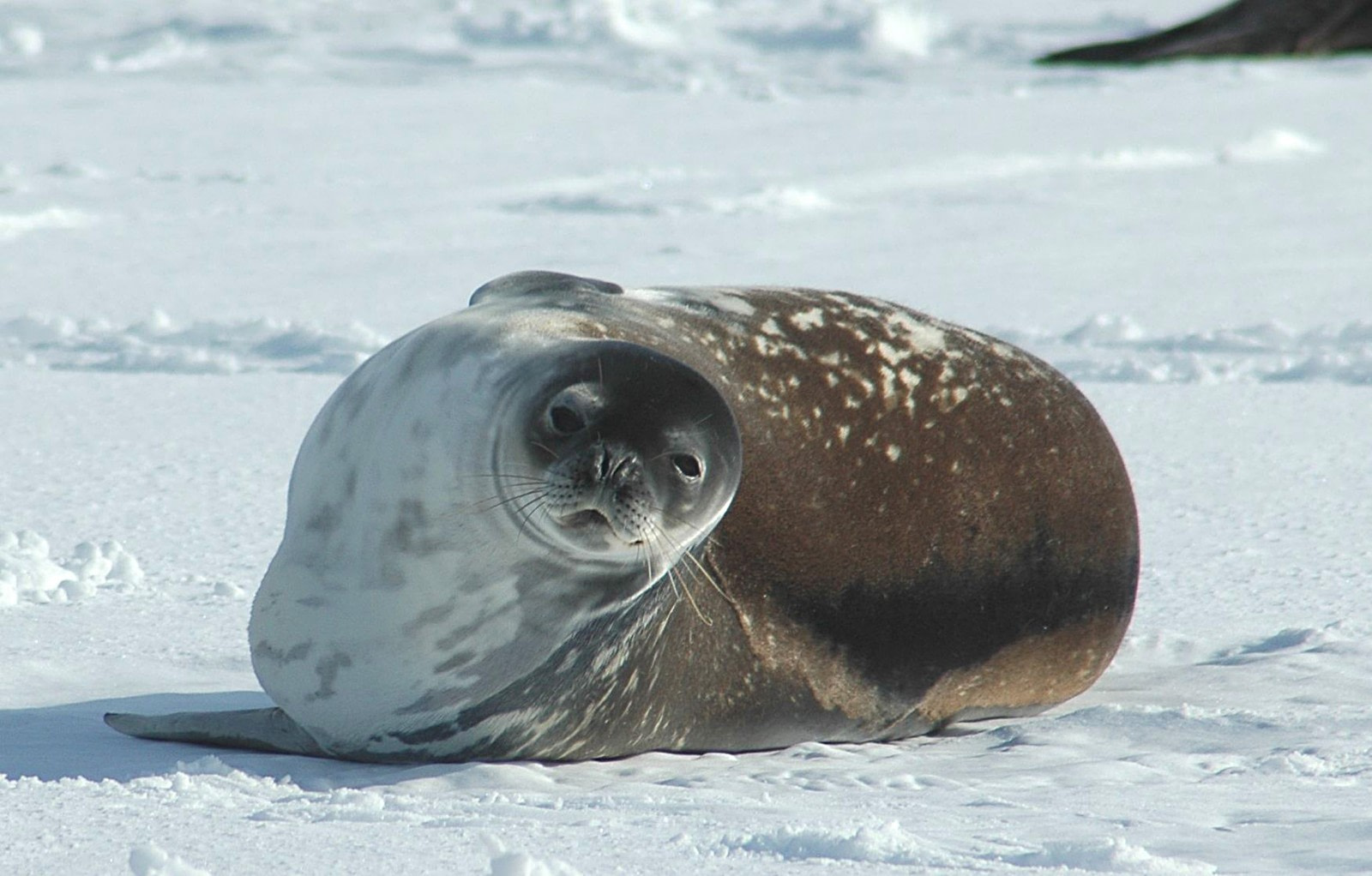 Weddell seals: The data collectors scientists of Antarctica