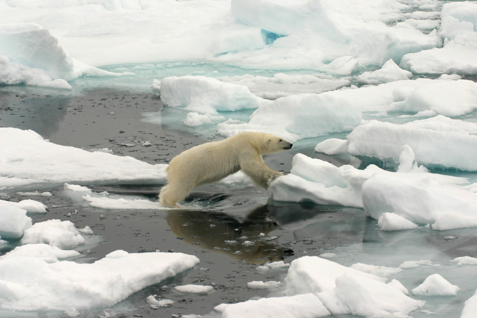 Spitsbergen: a true polar bear trip