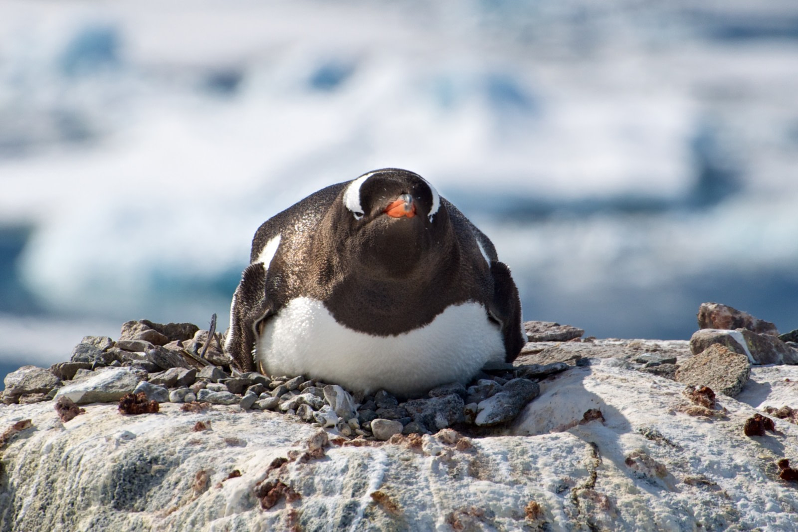 Life in a Penguin Colony