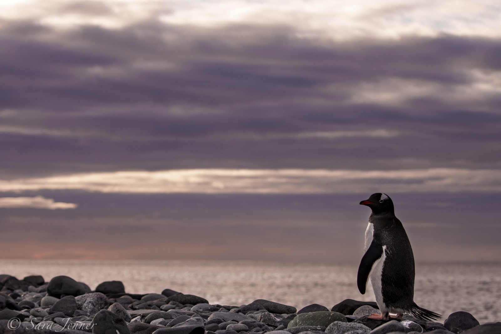 Penguin Wisdom: Life Lessons from Our Favorite Flightless Birds