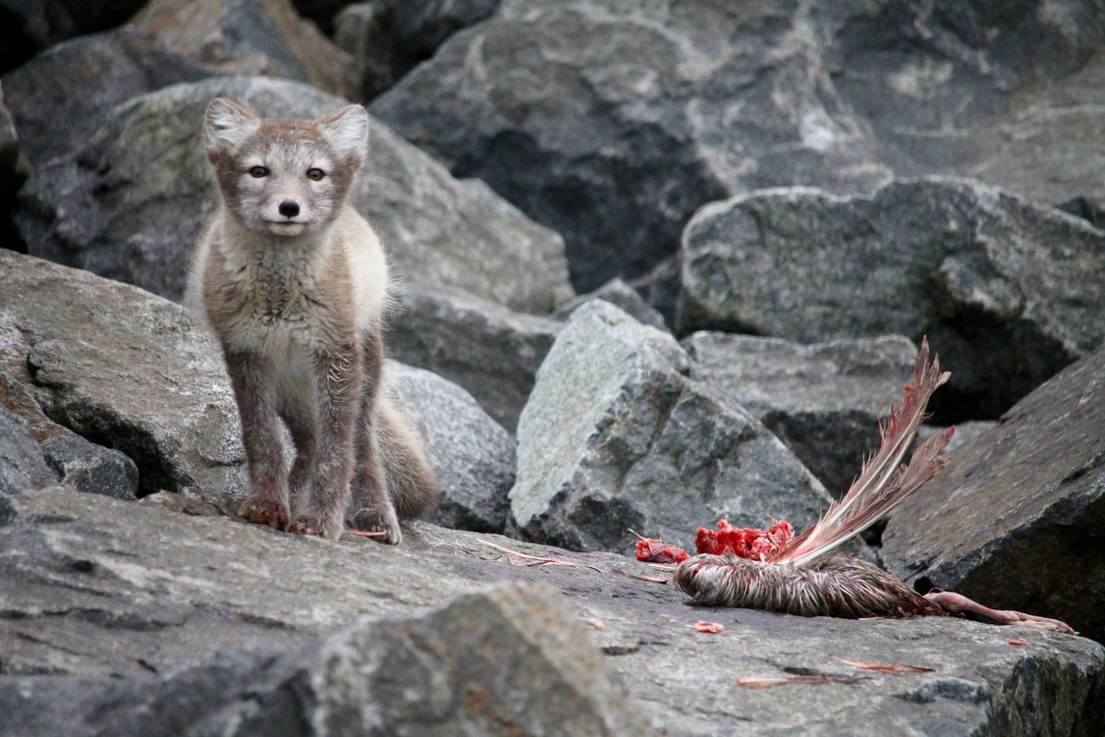 Arctic Foxes: Constant Gardeners of the Arctic