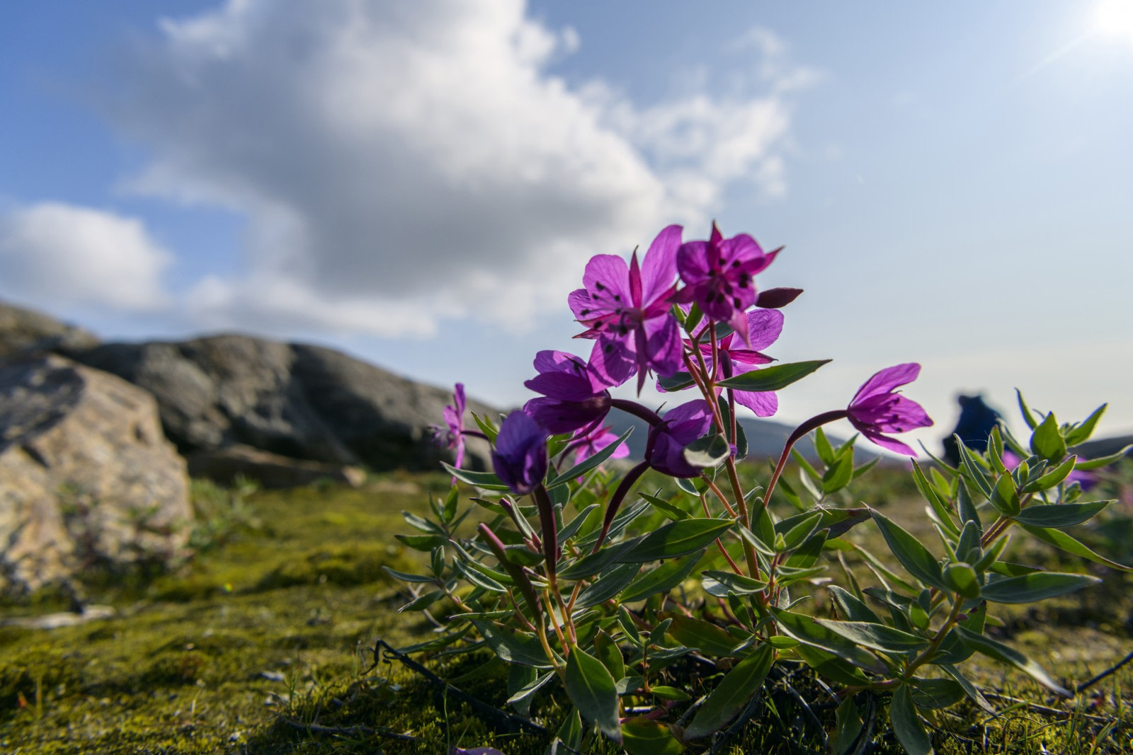 Arctic Flowers, Trees, and Other Plant Life