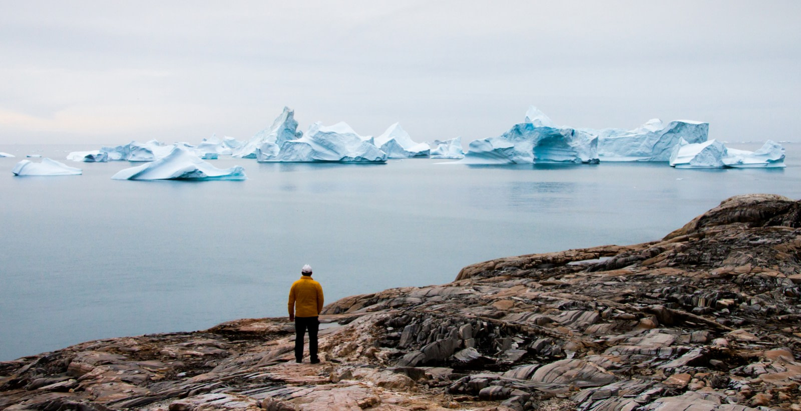 Tracking Greenland’s Wildlife from Space