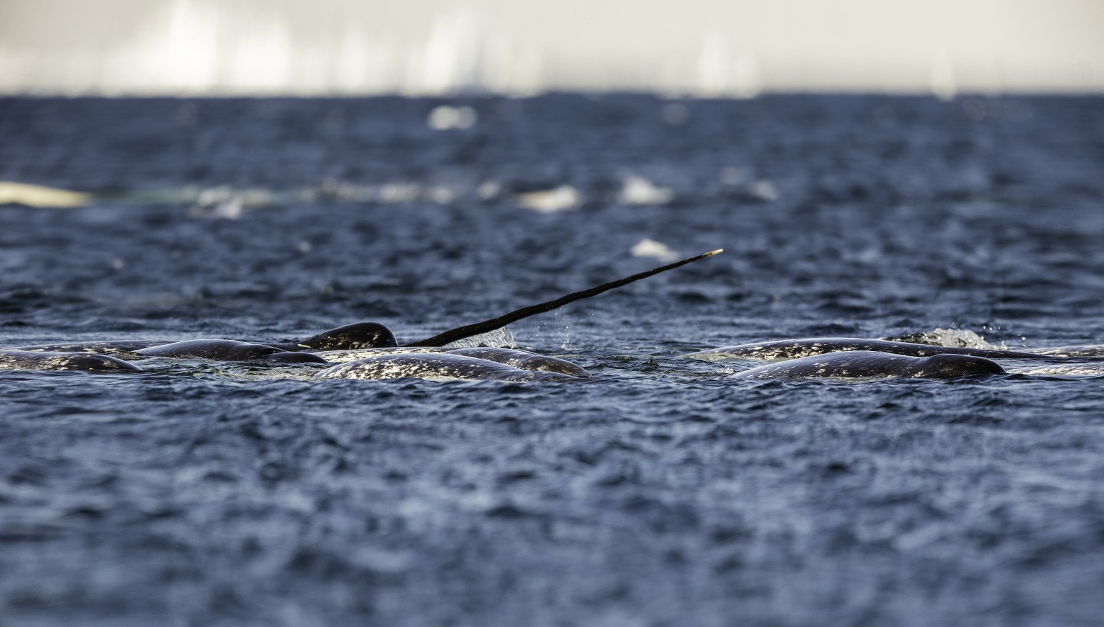 Narwhals: the Aquatic Unicorns of the Arctic