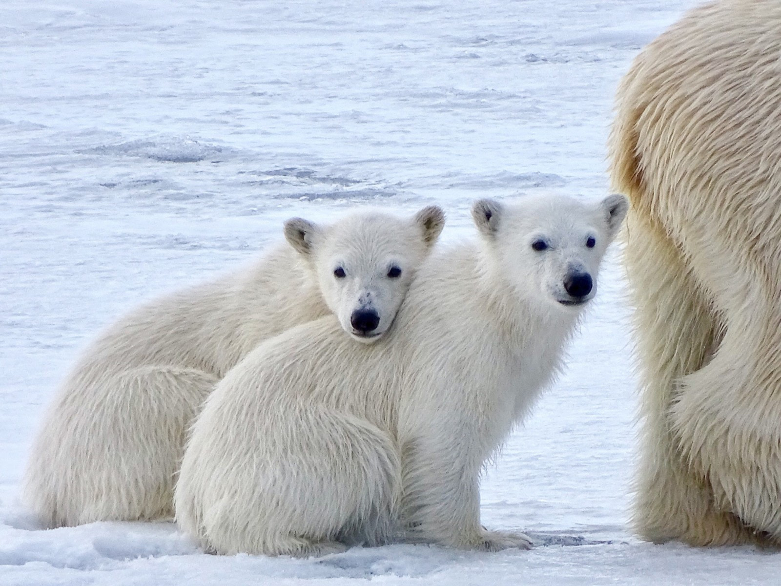 Where the Polar Bears Roam