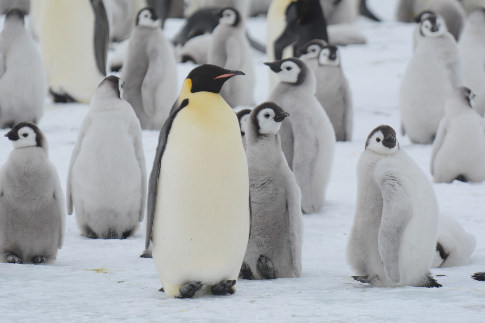 12 Tips to Help Keep Birds Safe During an Antarctic Cruise