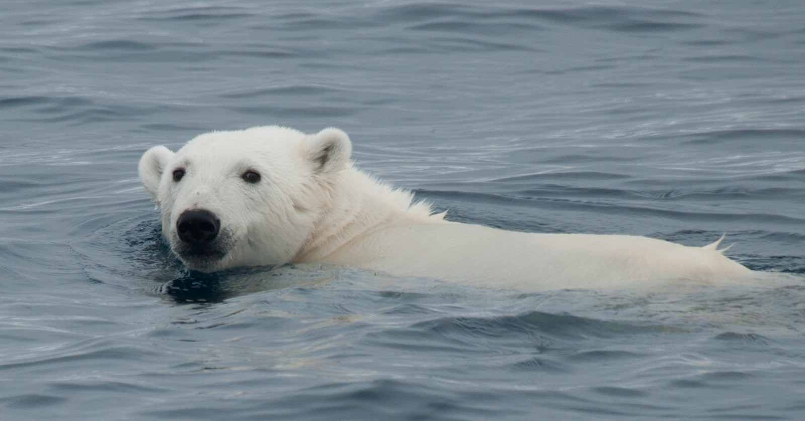 Polar Bear Sets Impressive New Diving Record