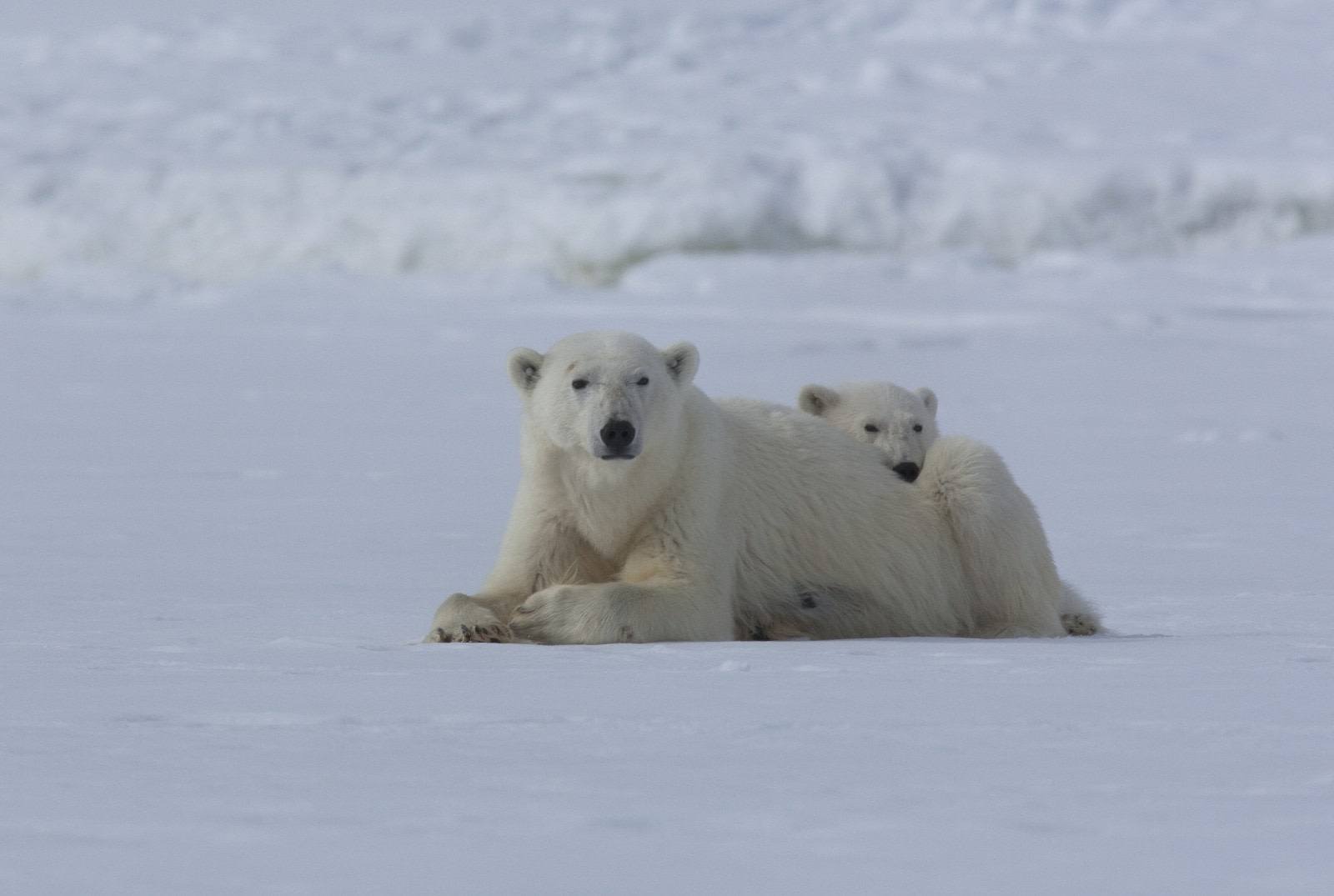 Polar Bears and Pack Ice: 22 Pics from North Spitsbergen