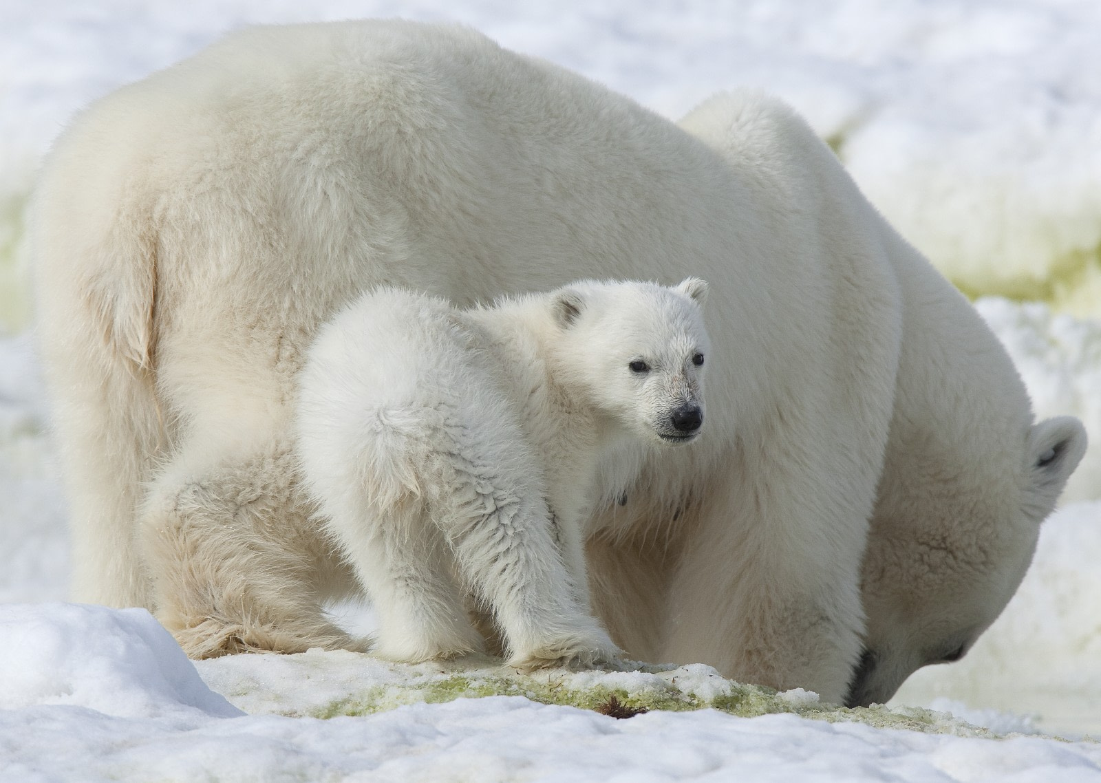 Arctic Icon: 10 Facts about the Polar Bear