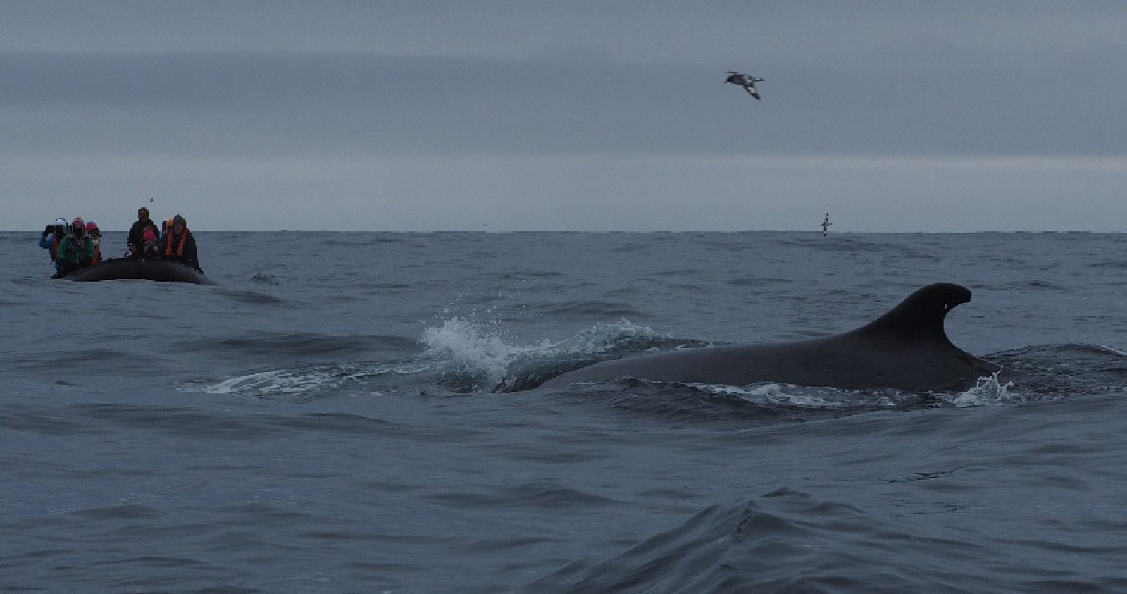 Of Treacherous Rocks & Audacious Fin Whales