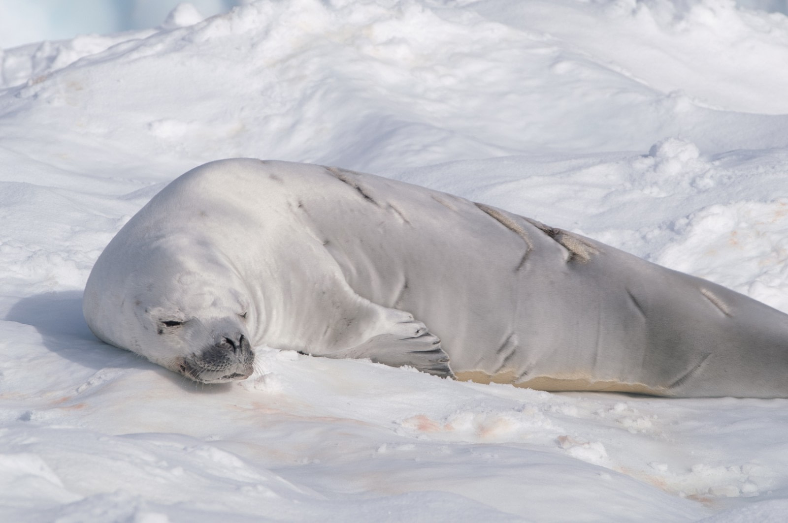 Six Facts About the Crabeater Seals of Antarctica