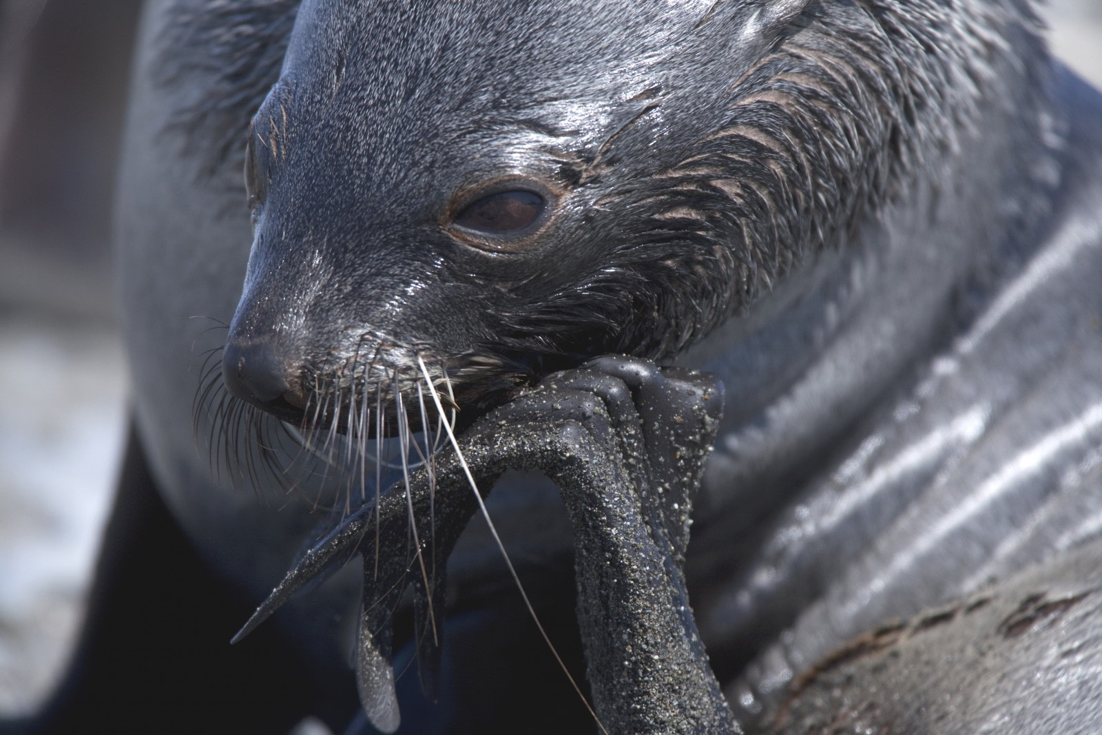 Coming Back from the Brink: The Fur Seals of Antarctica