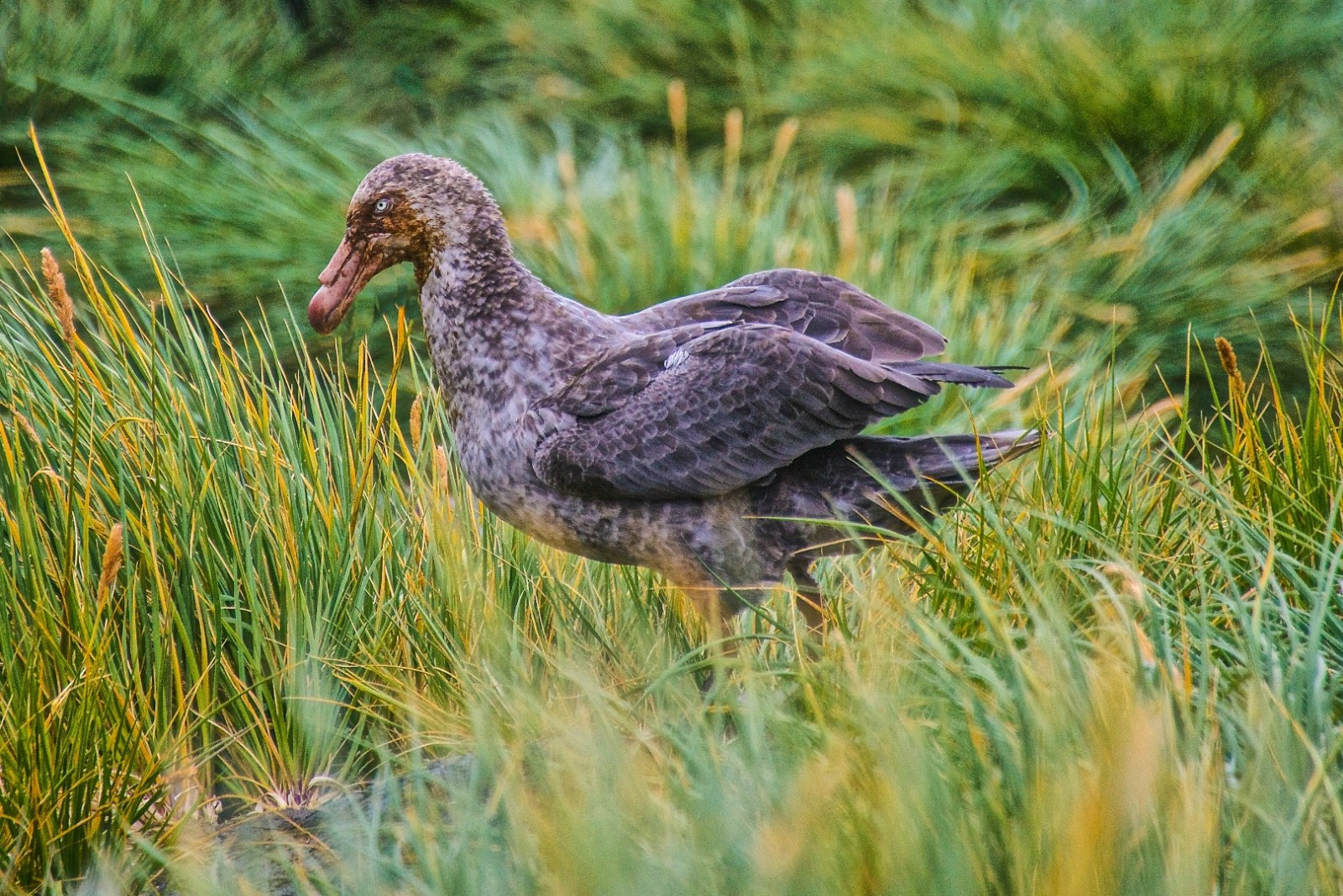 The Giant Petrels of King George Island