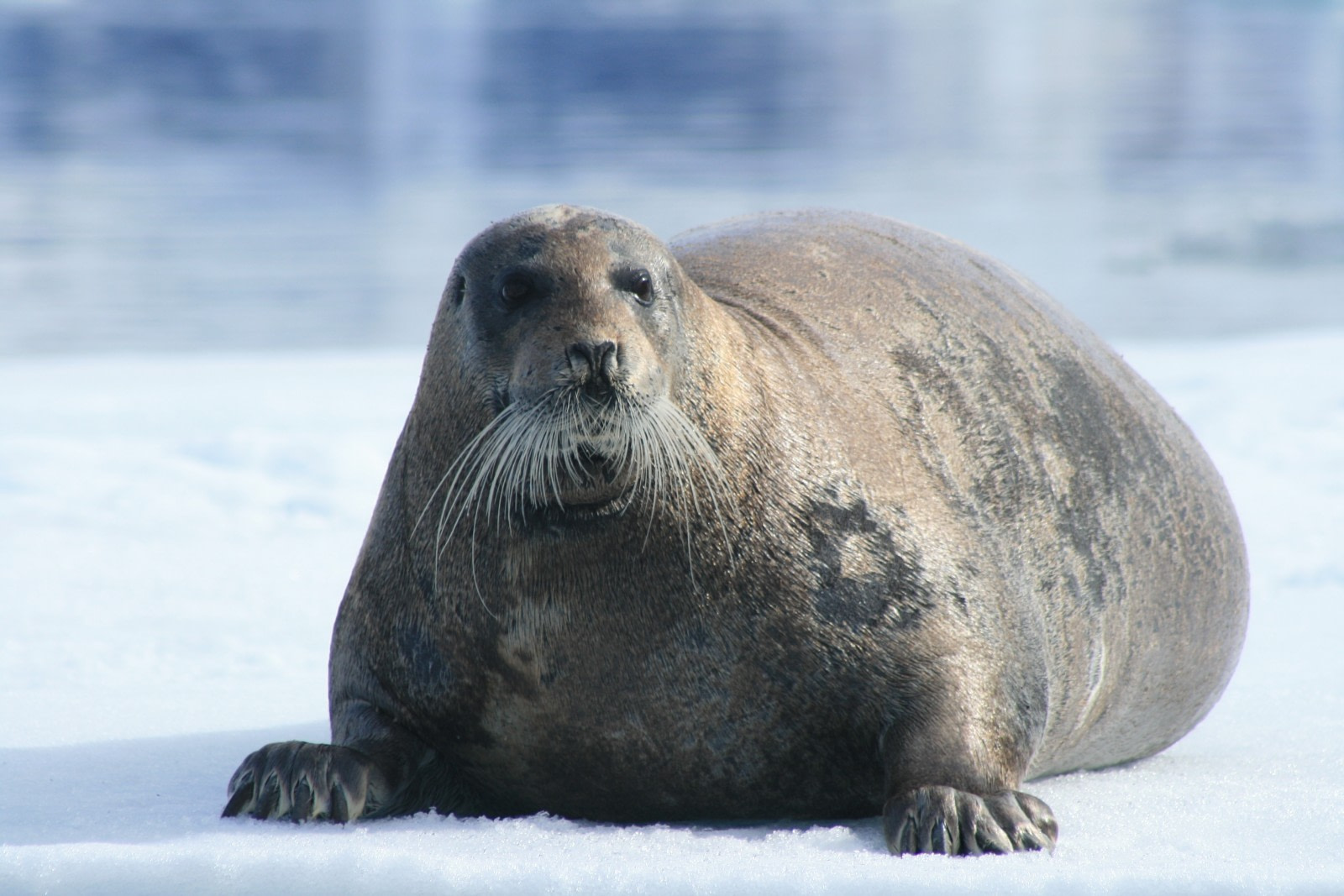 Arctic Seals