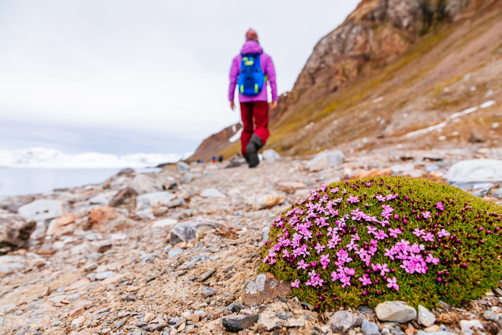 Seizing the Season: Spitsbergen’s Late Spring, Early Summer