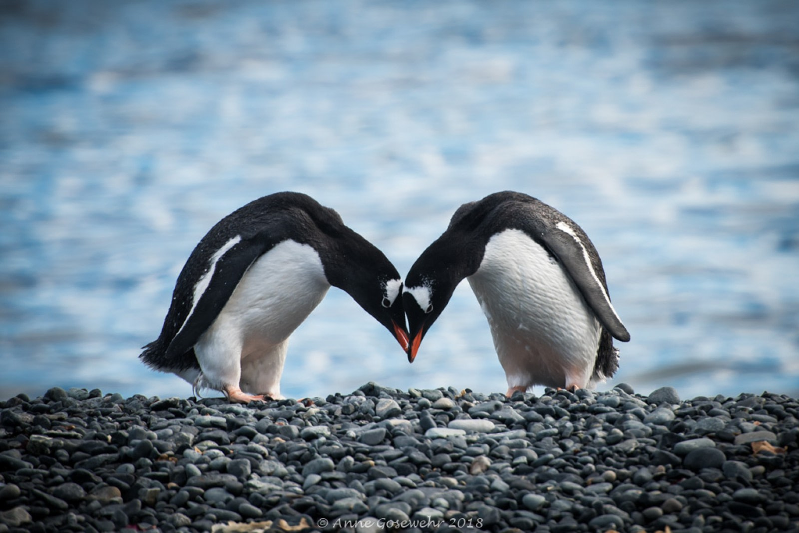 Polar Amore: 14 Wildlife Pics to Warm up Your Valentine’s Day