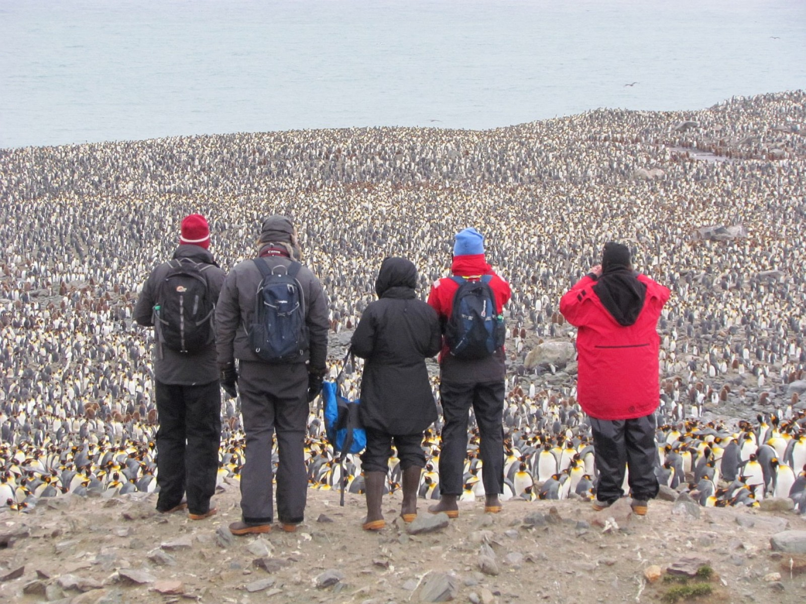 Scenes from St. Andrews Bay:  12 Pics of Penguins, Seals, and More