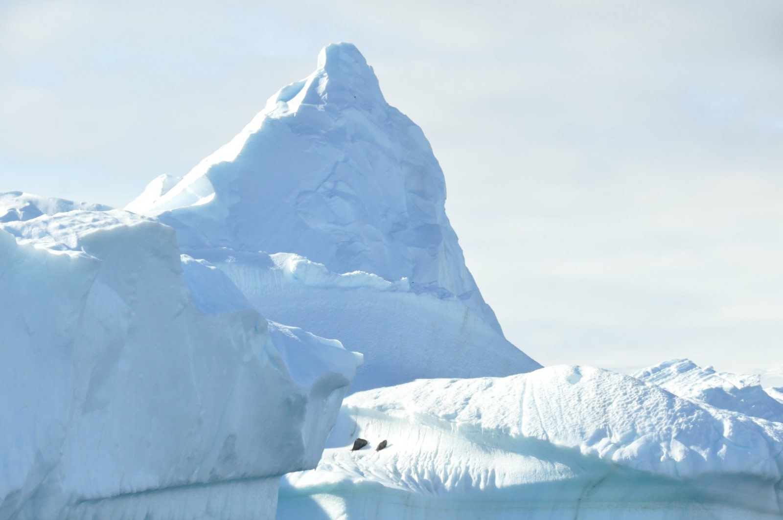 Life migrating through the Polar Front