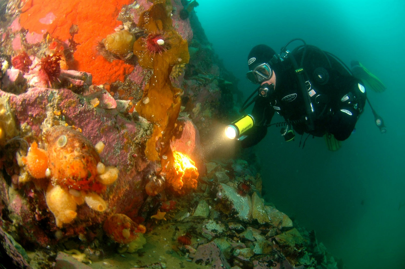 Diving in Antarctica: The Ultimate Underwater Experience