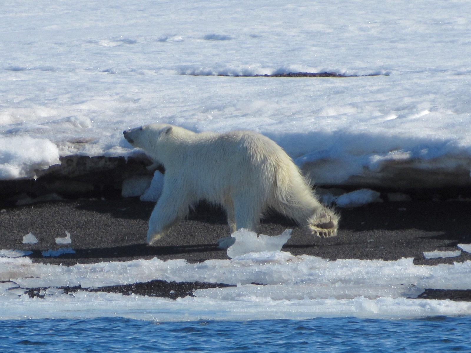 Polar bear feast