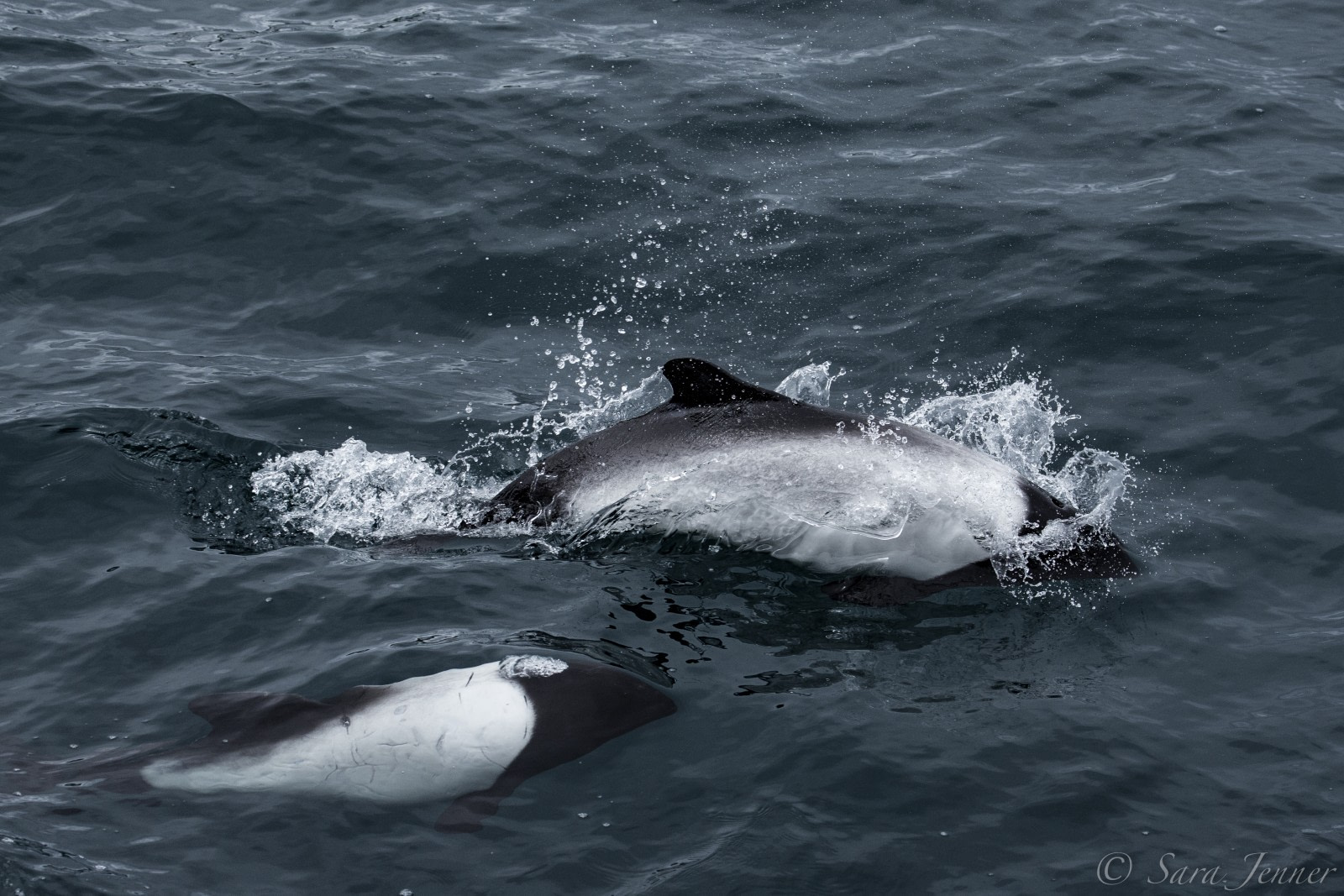 The Small but Social Commerson’s Dolphin