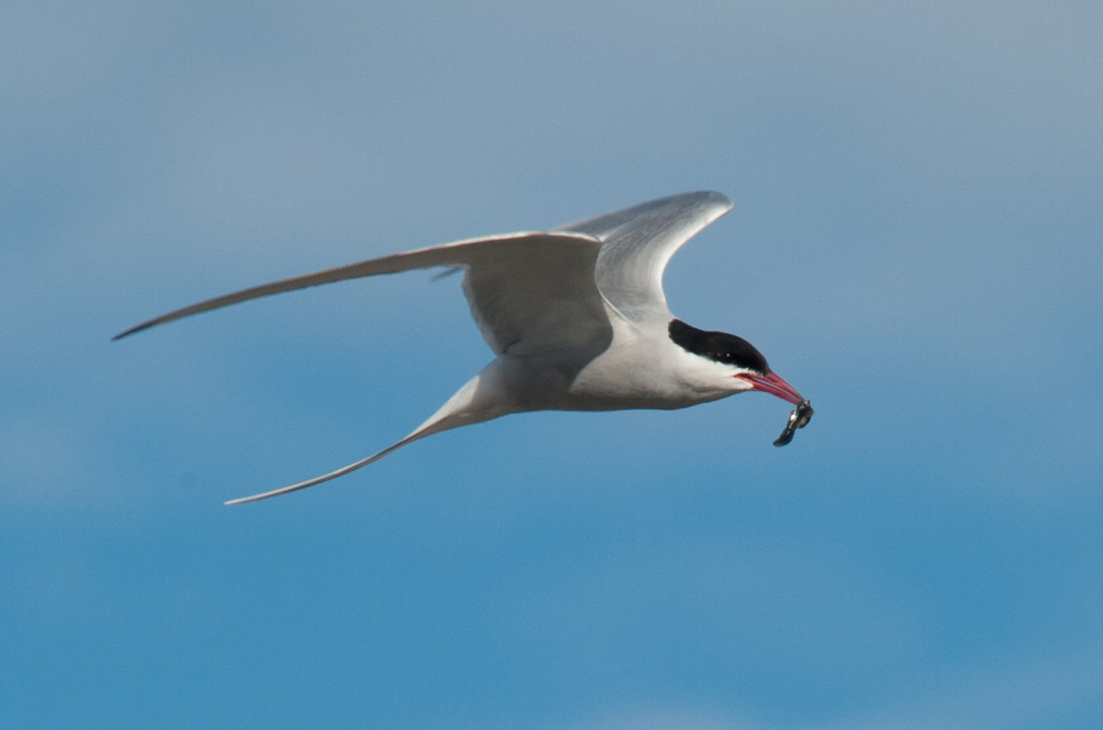 Birding Opportunities Abound in Spitsbergen