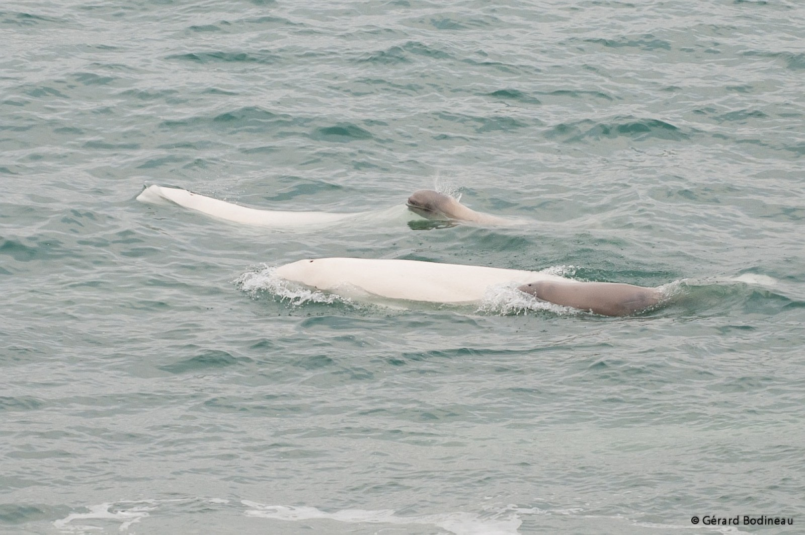 The Mysteries of the Beluga Whale