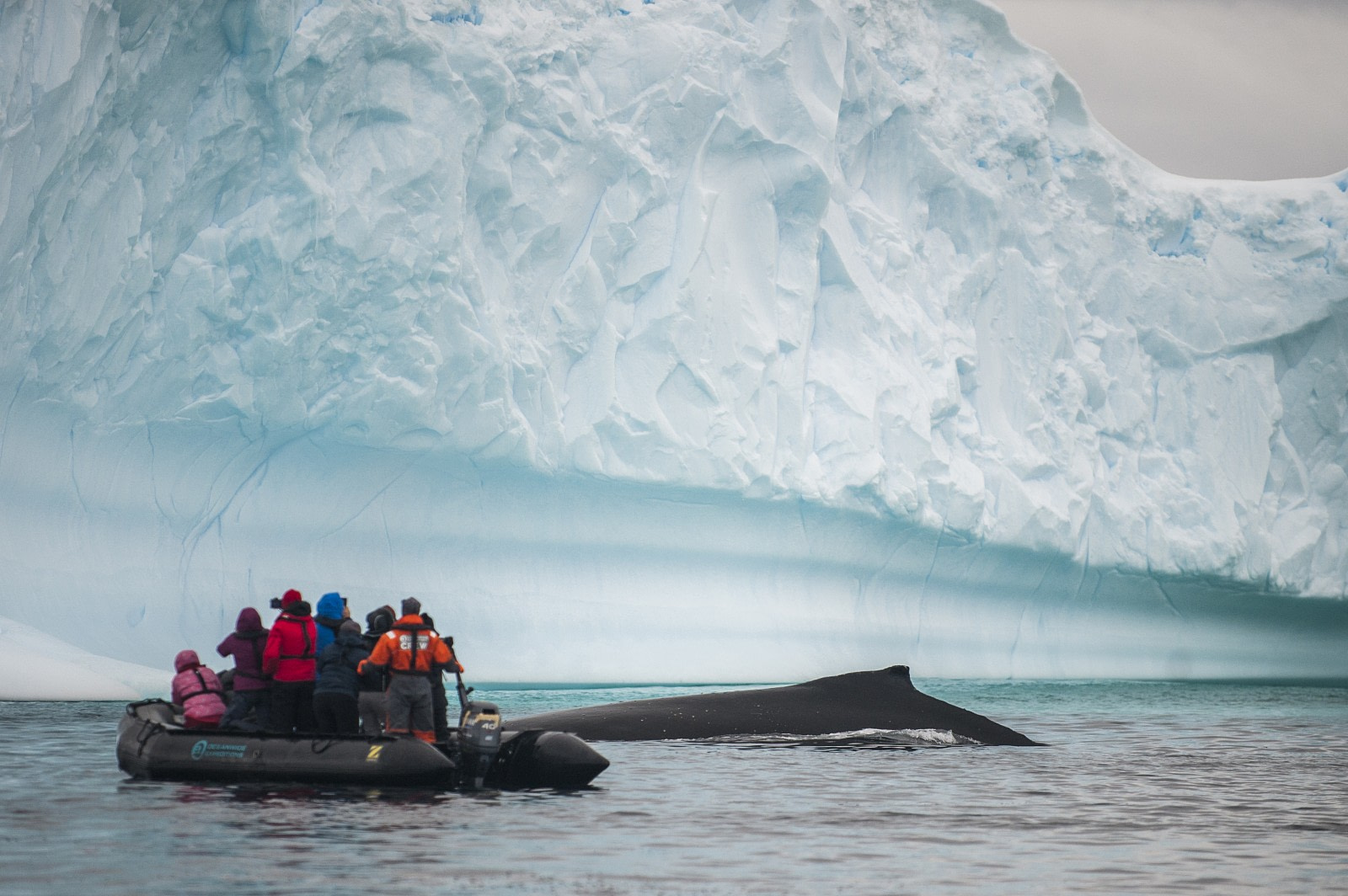 A Day of Whale Watching in Antarctica