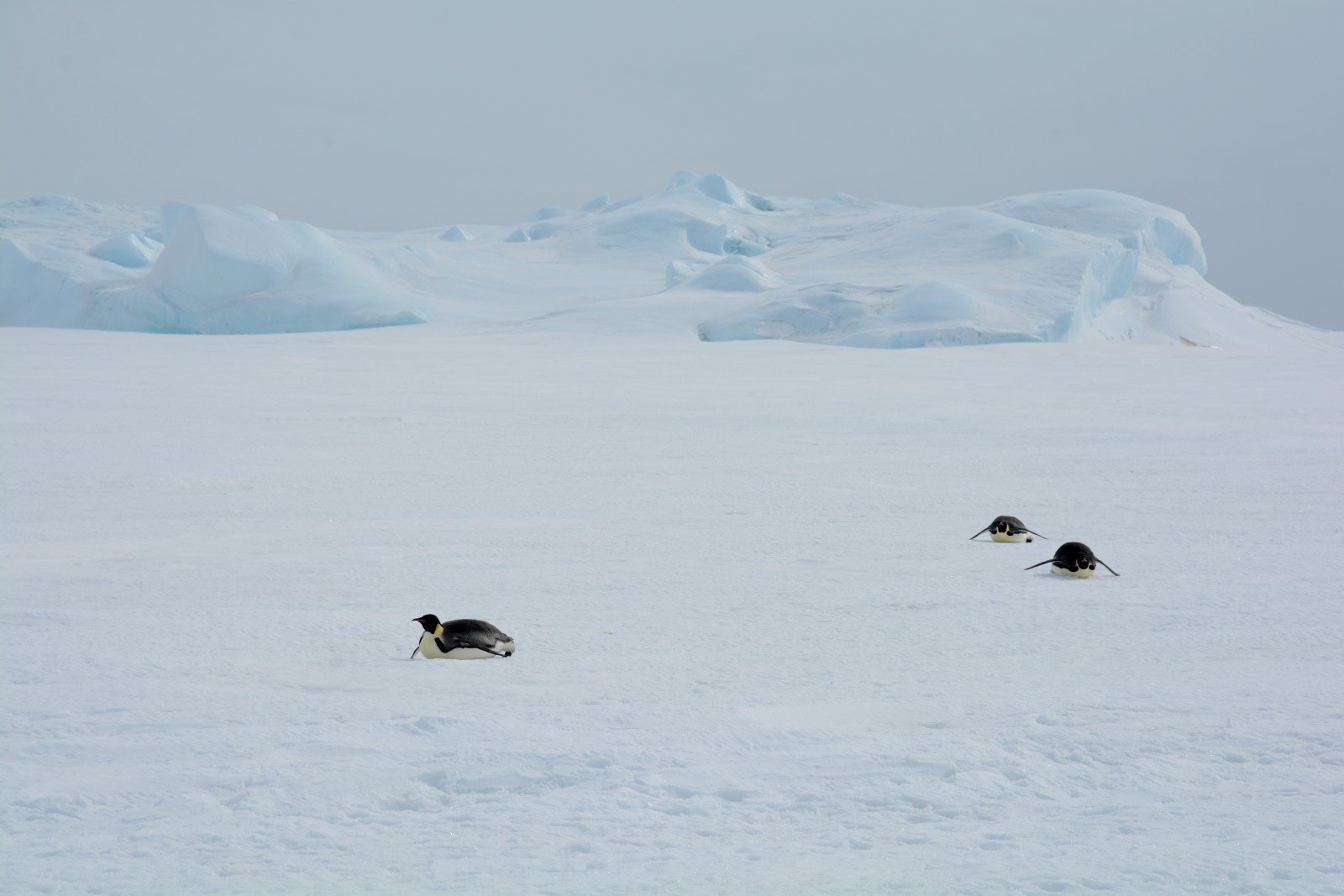 Encounter with the emperor penguin in Antarctica