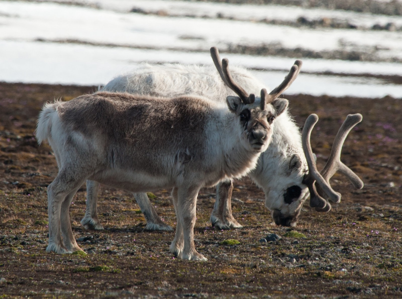 Amphibian, reptiles and herbivore mammals in the Arctic