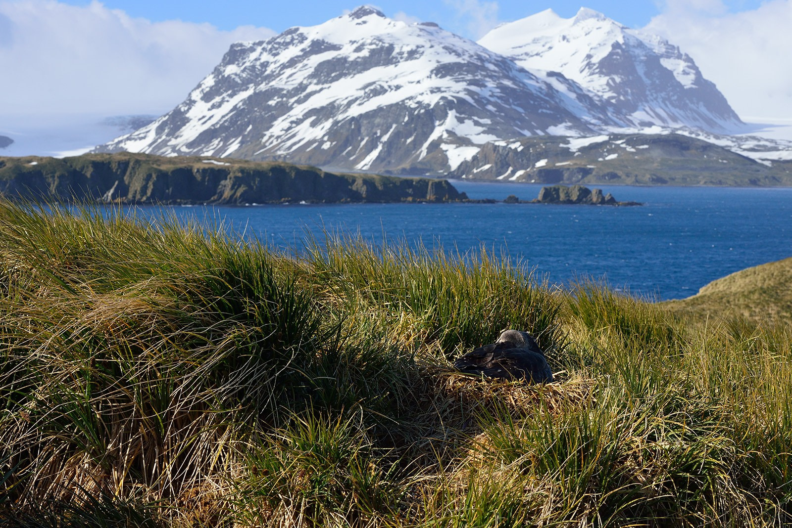 Flowers in Antarctica