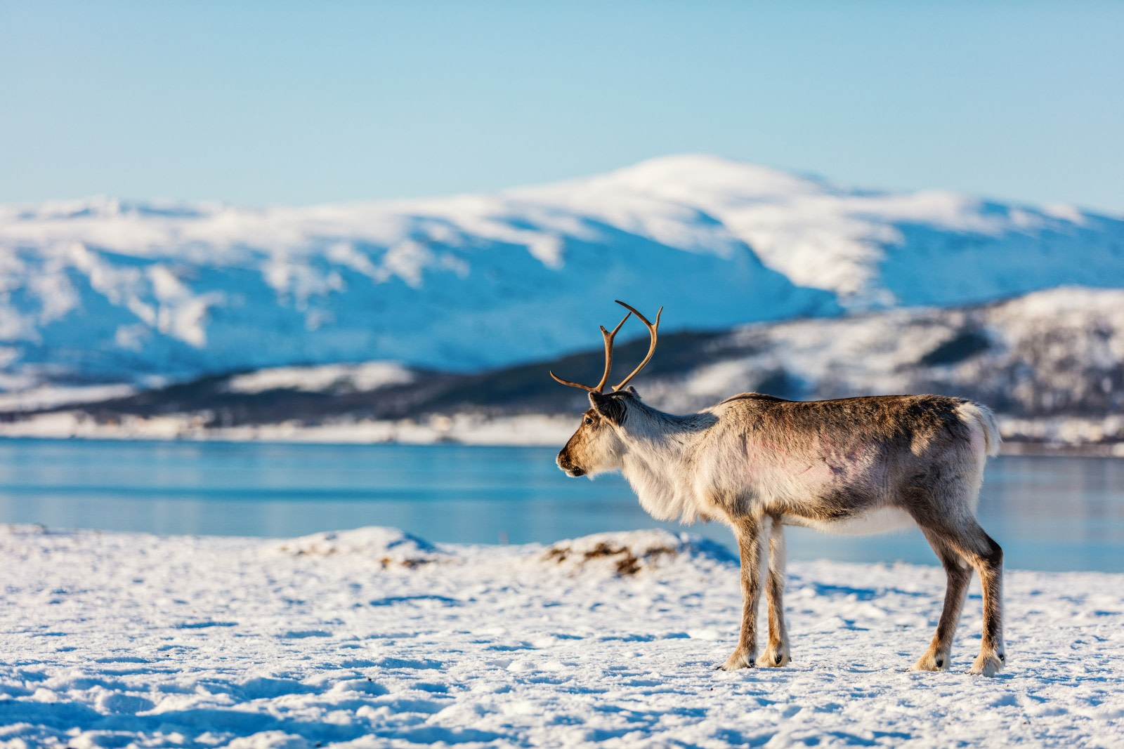 Eight Engaging Reindeer Facts