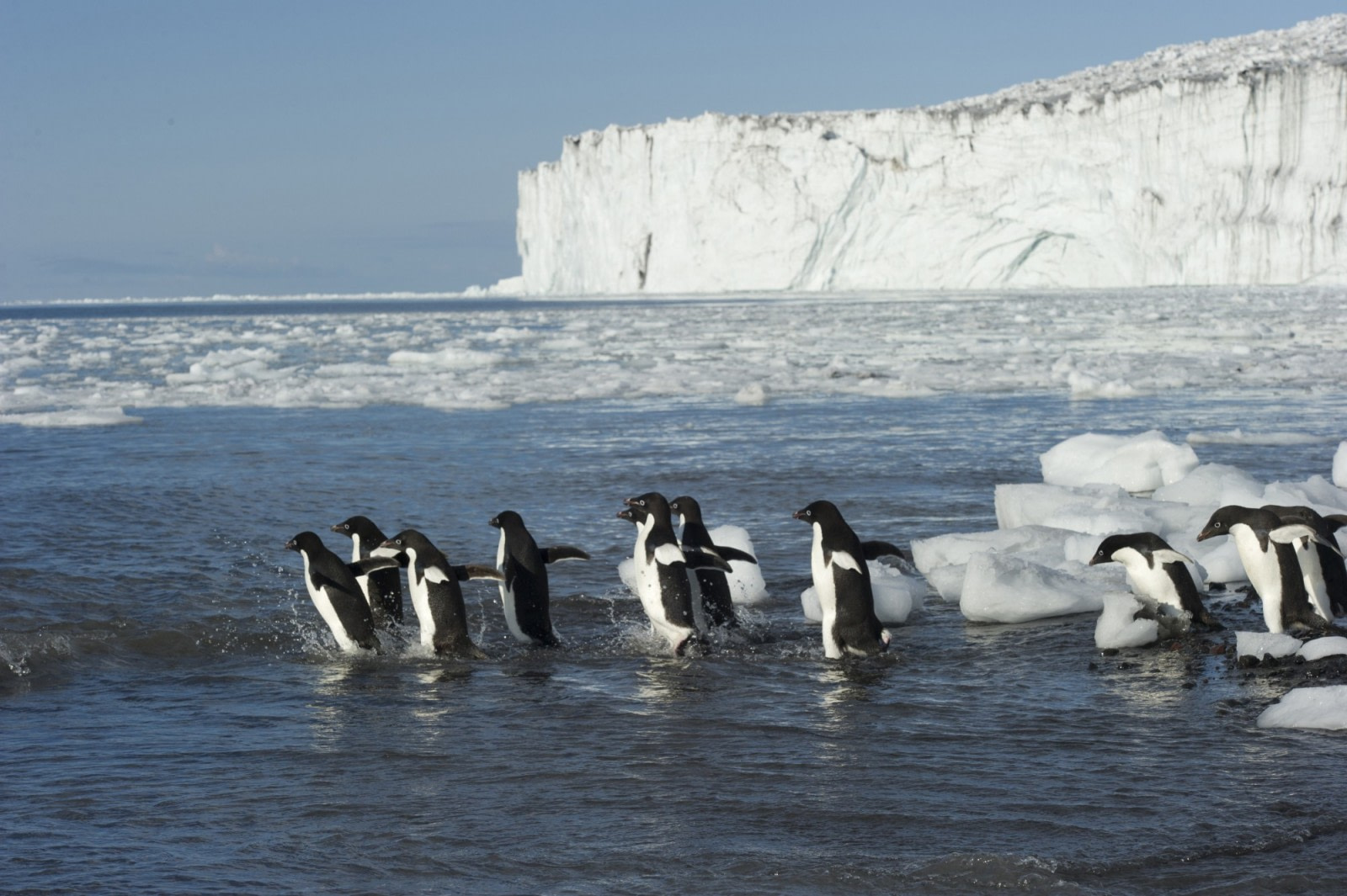 The bio-richness of the Ross Sea