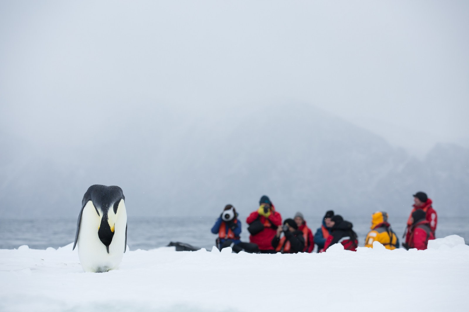 Five Reasons You Should Cruise the Ross Sea Immediately