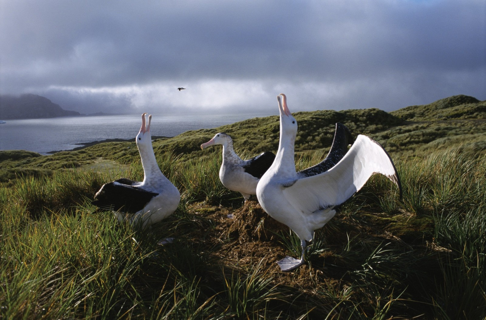 Albatross, penguin and krill research in Antarctica