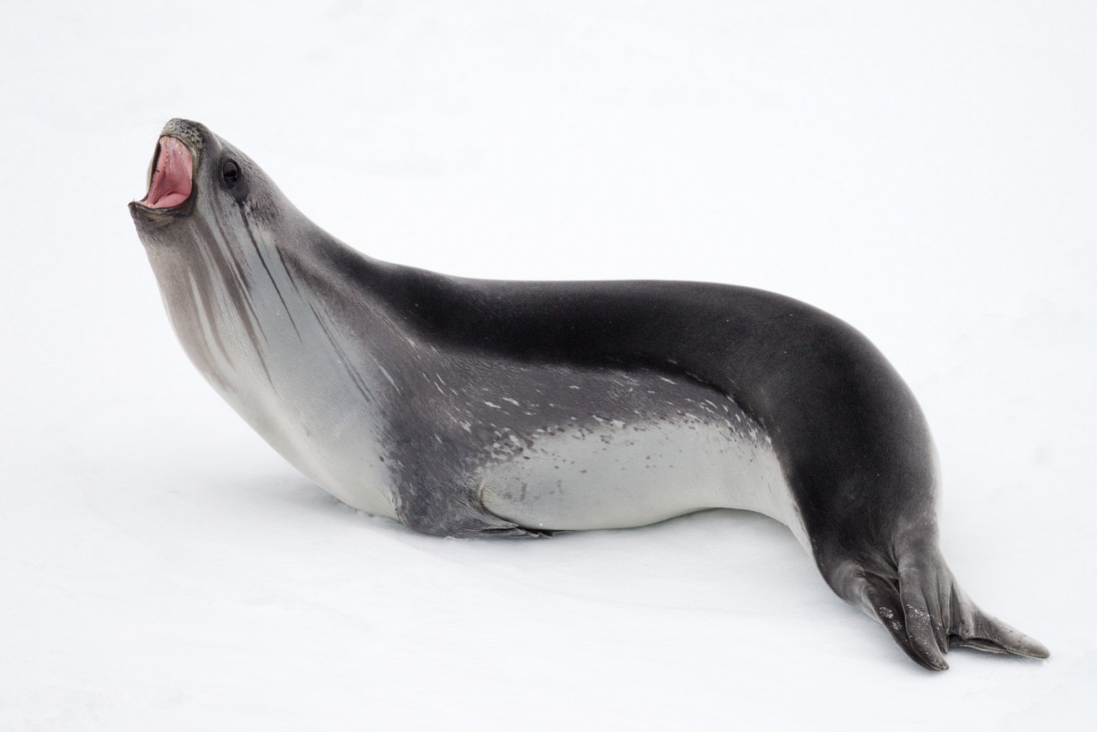 11 Seals You May See in Antarctica or the Arctic