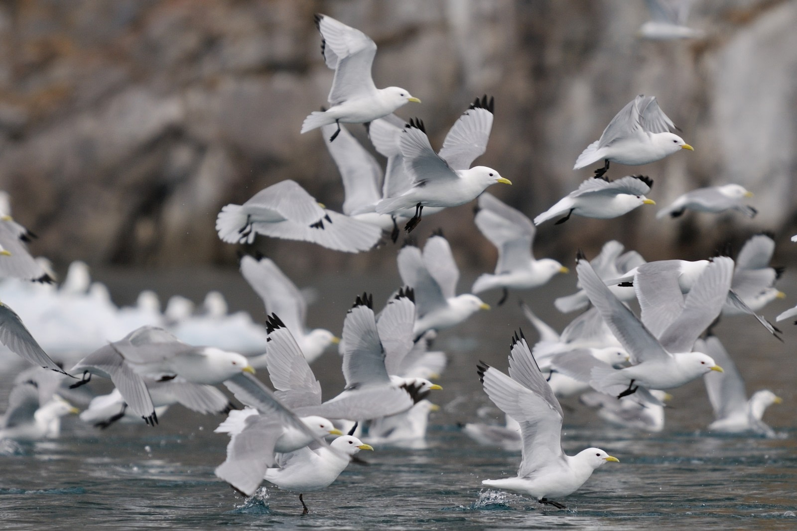 Five Birds You Might See on Your Greenland Cruise