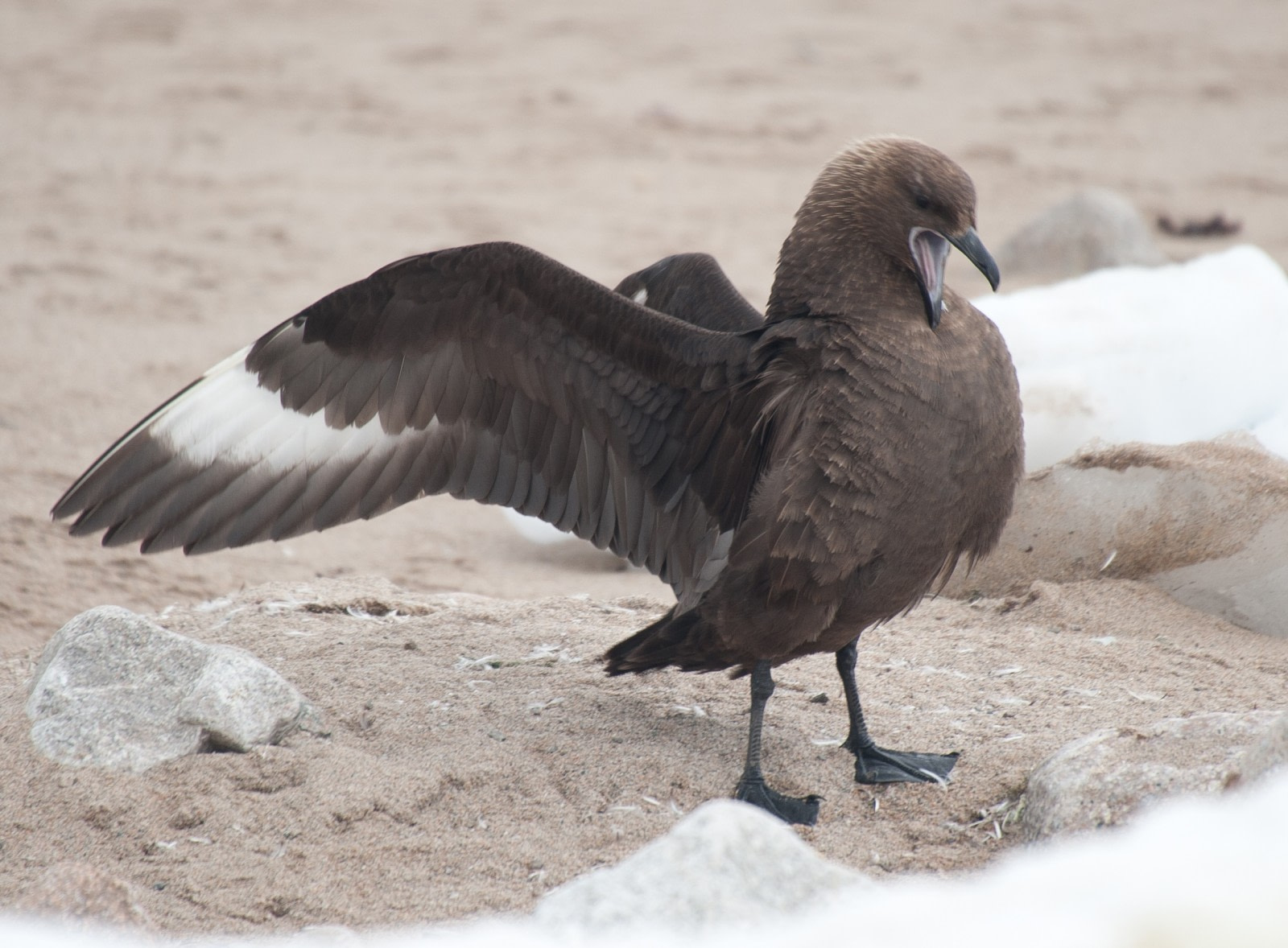 Fierce and Feathered: the Skuas of Antarctica