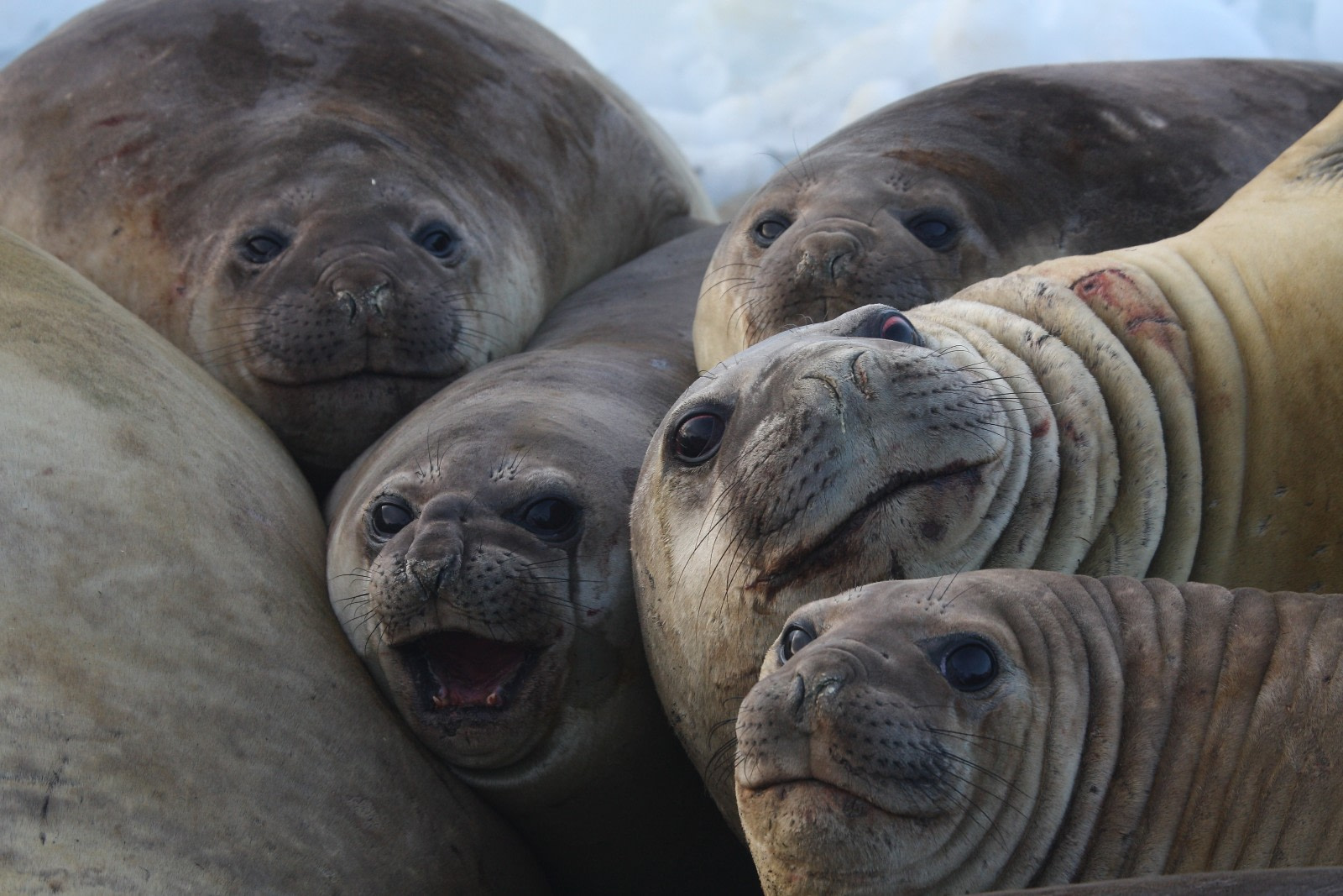 Large and in Charge: Antarctica’s Southern Elephant Seals