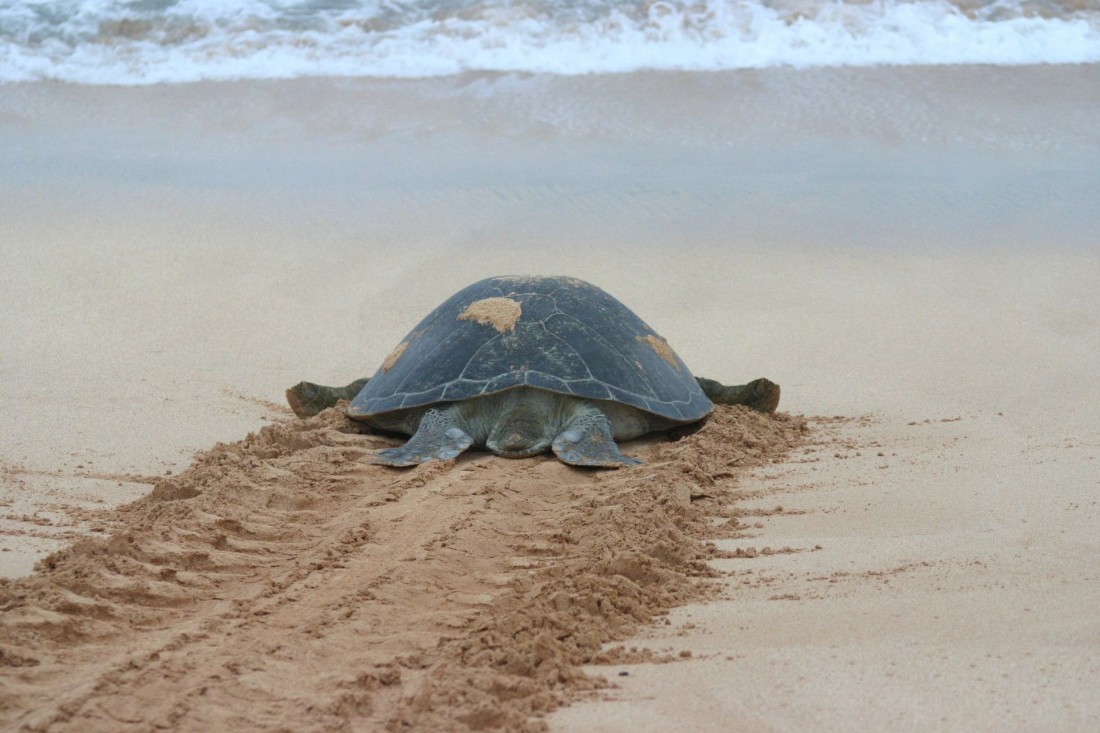 The Overlooked Treasures of Ascension Island