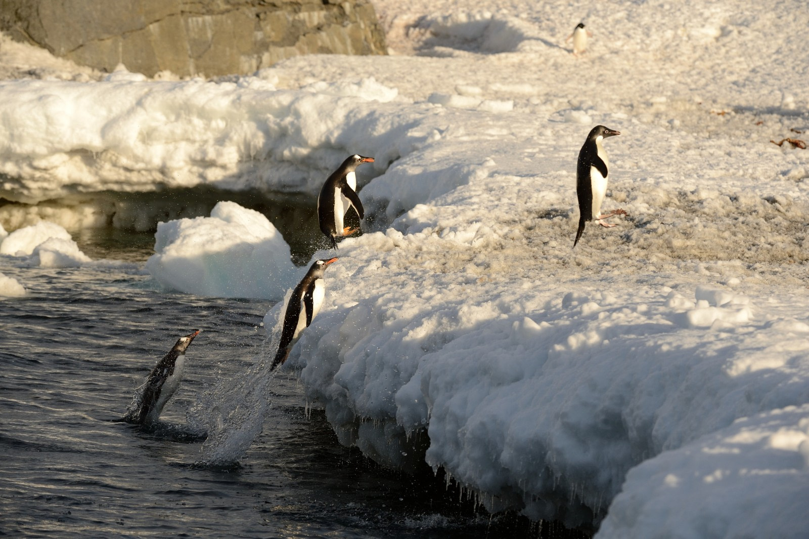 10 Terrific Antarctic Bird Facts