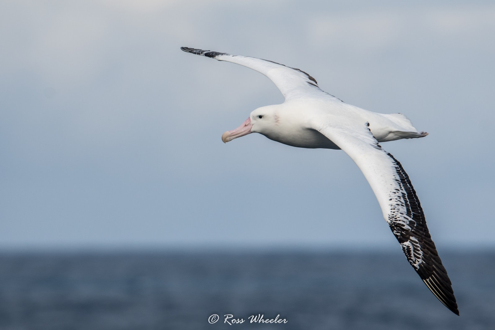 The Eight Albatrosses of Antarctica and the Sub-Antarctic