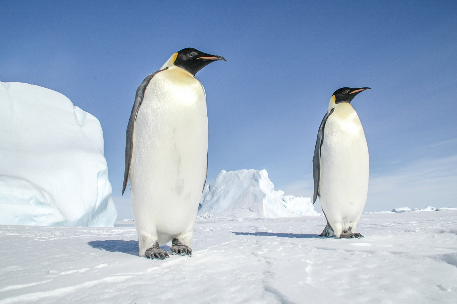 Antarctic Icon: 44 Facts About the Emperor Penguin