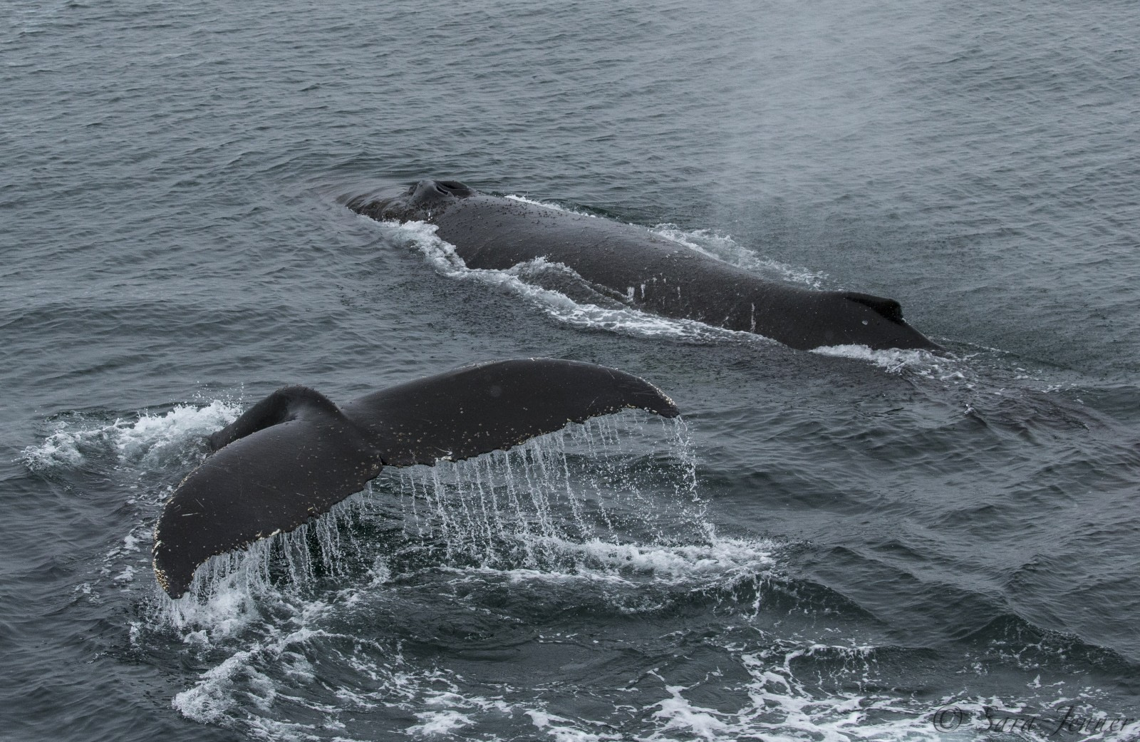 Polar Marine Visitors: the Whales of Antarctica and the Arctic