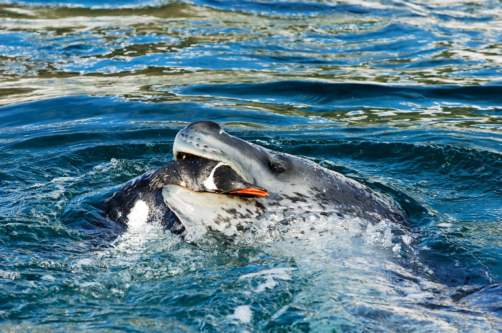 The Wildlife of Antarctica’s Seas and Skies